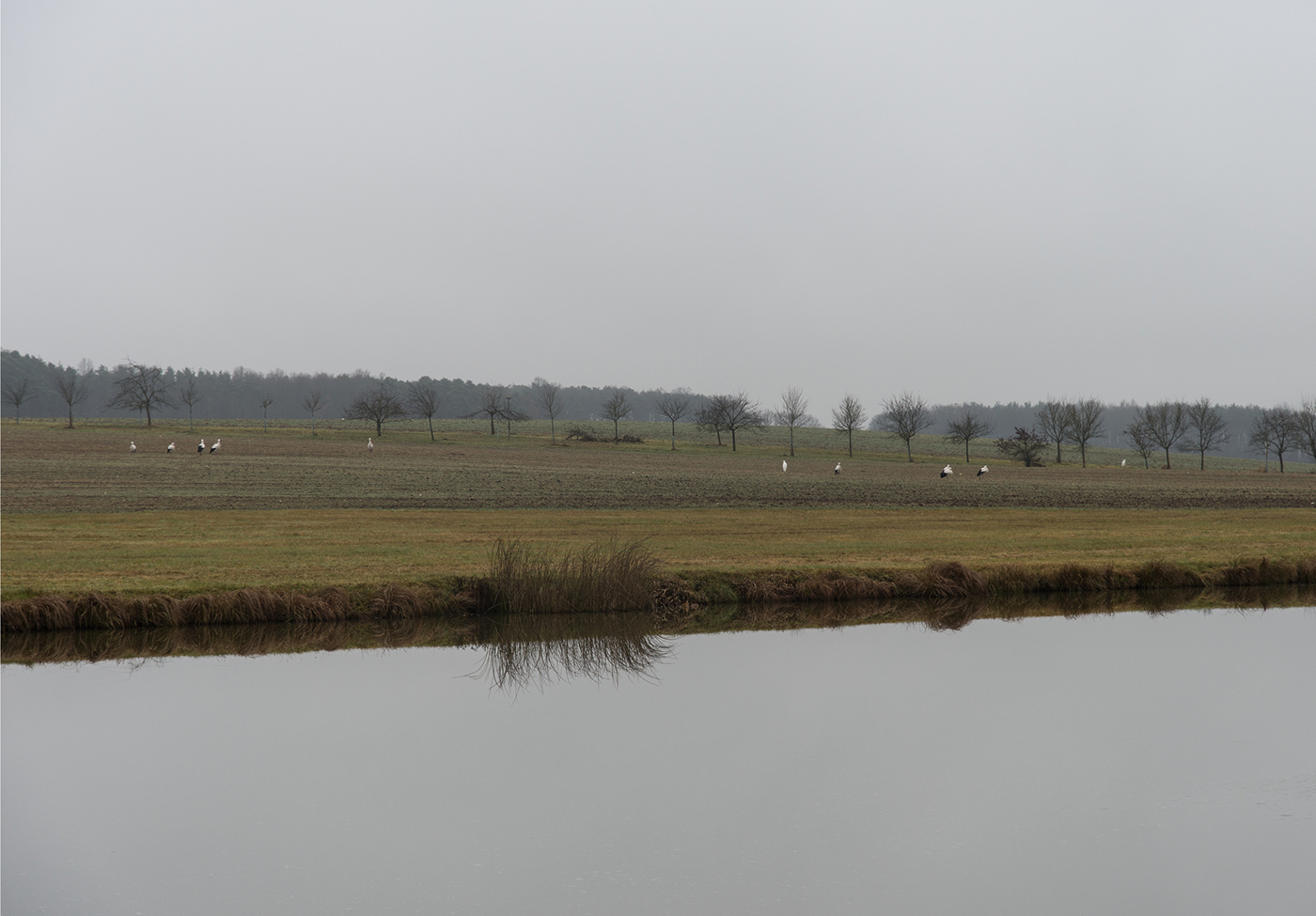 Landscape germany carp aischgrund Bavaria eightvisions fog ponds landscape photography foggy