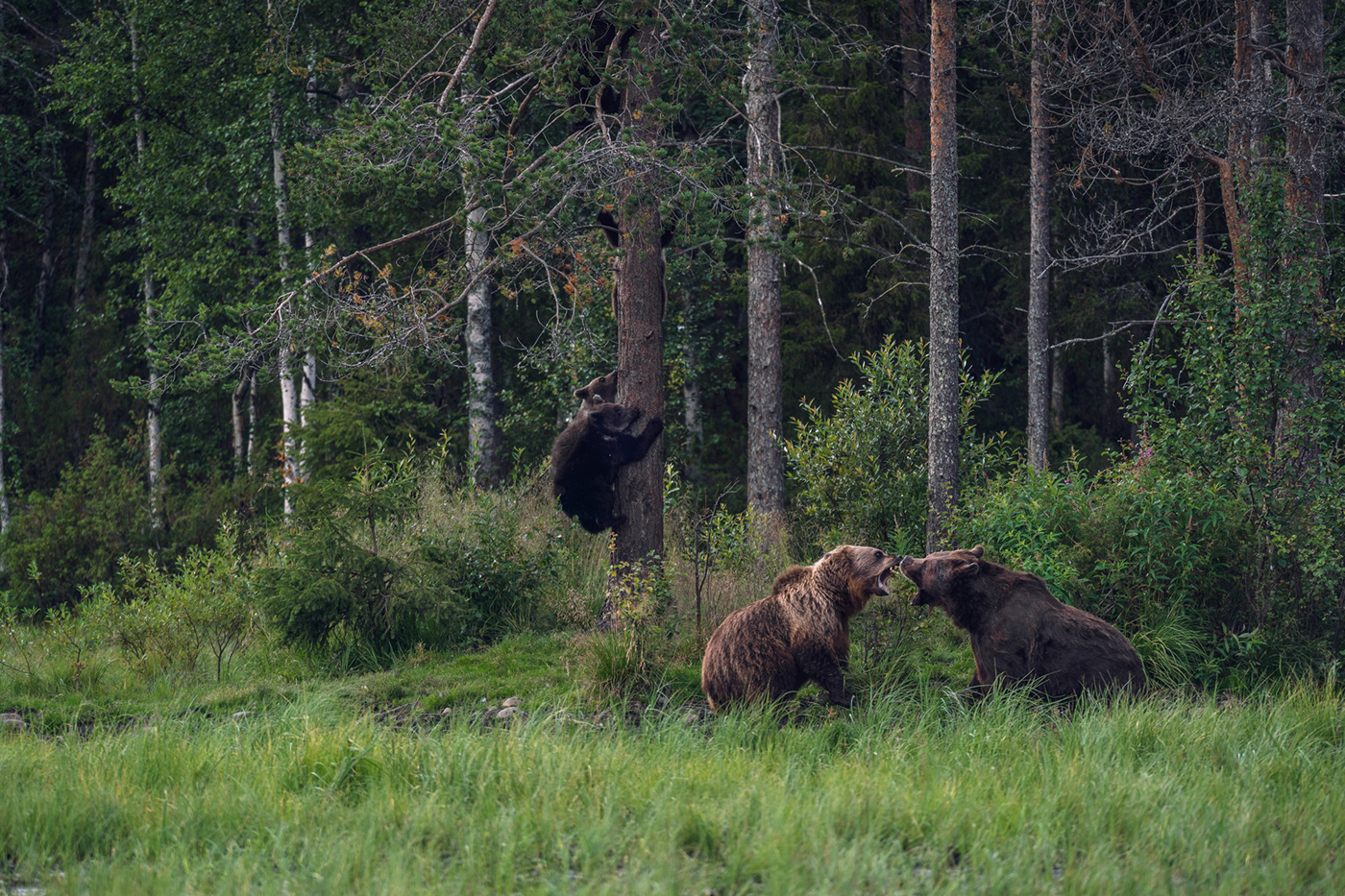 animals bears finland forest Landscape Photography  wildlife wolfs