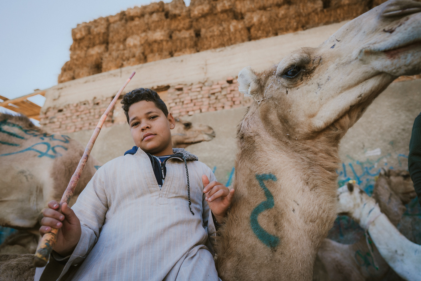 africa camel editoria egypt market NATGEO photojournalism  traditions