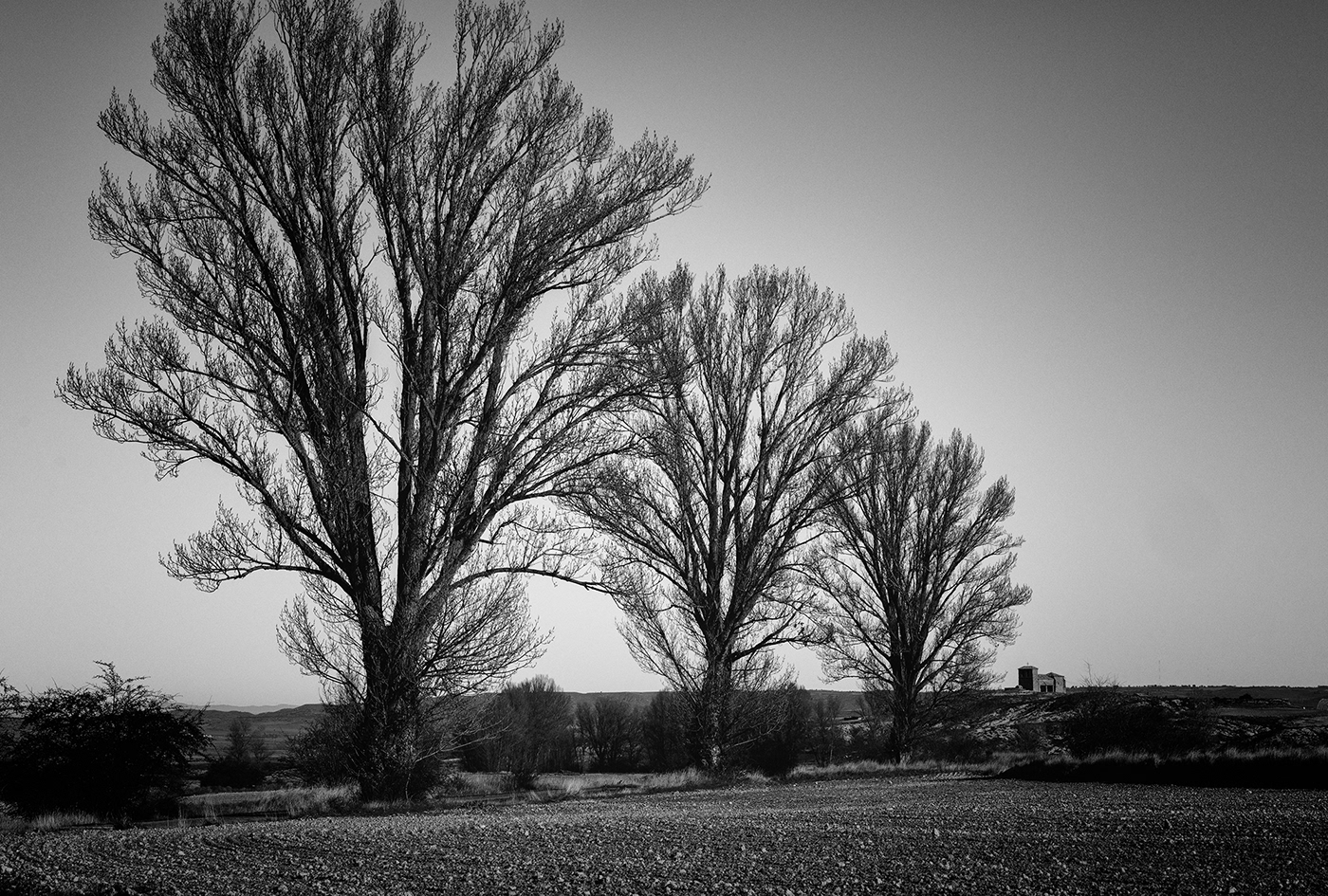 minimal Minimalism Landscape monochrome blackandwhite Photography  trees Nature SKY