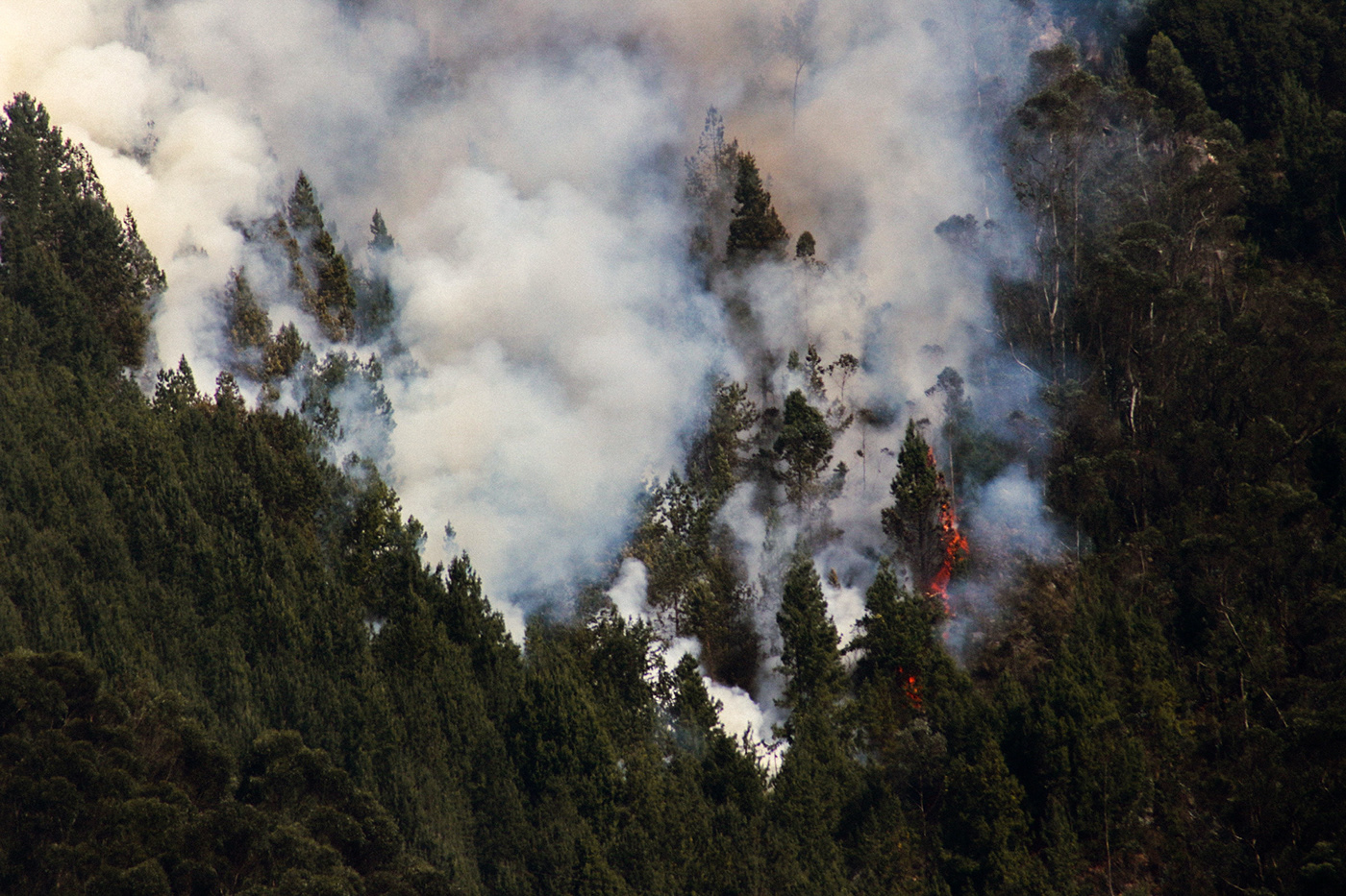 Incendios forestales fotografias cerros orientales