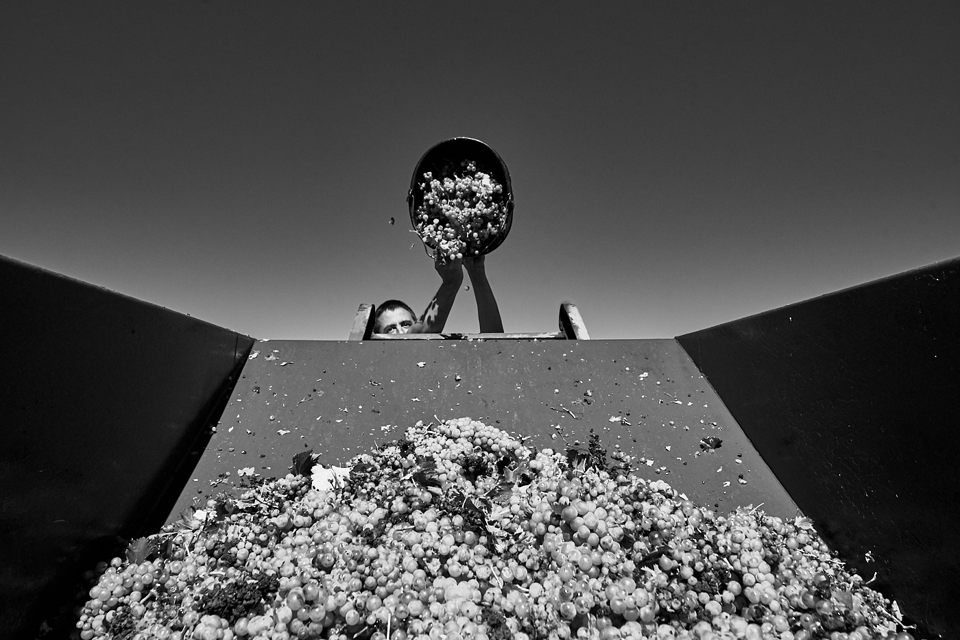 wine Muscat blackandwhite harvest somelier corporate agricoltura industrial reportage vino