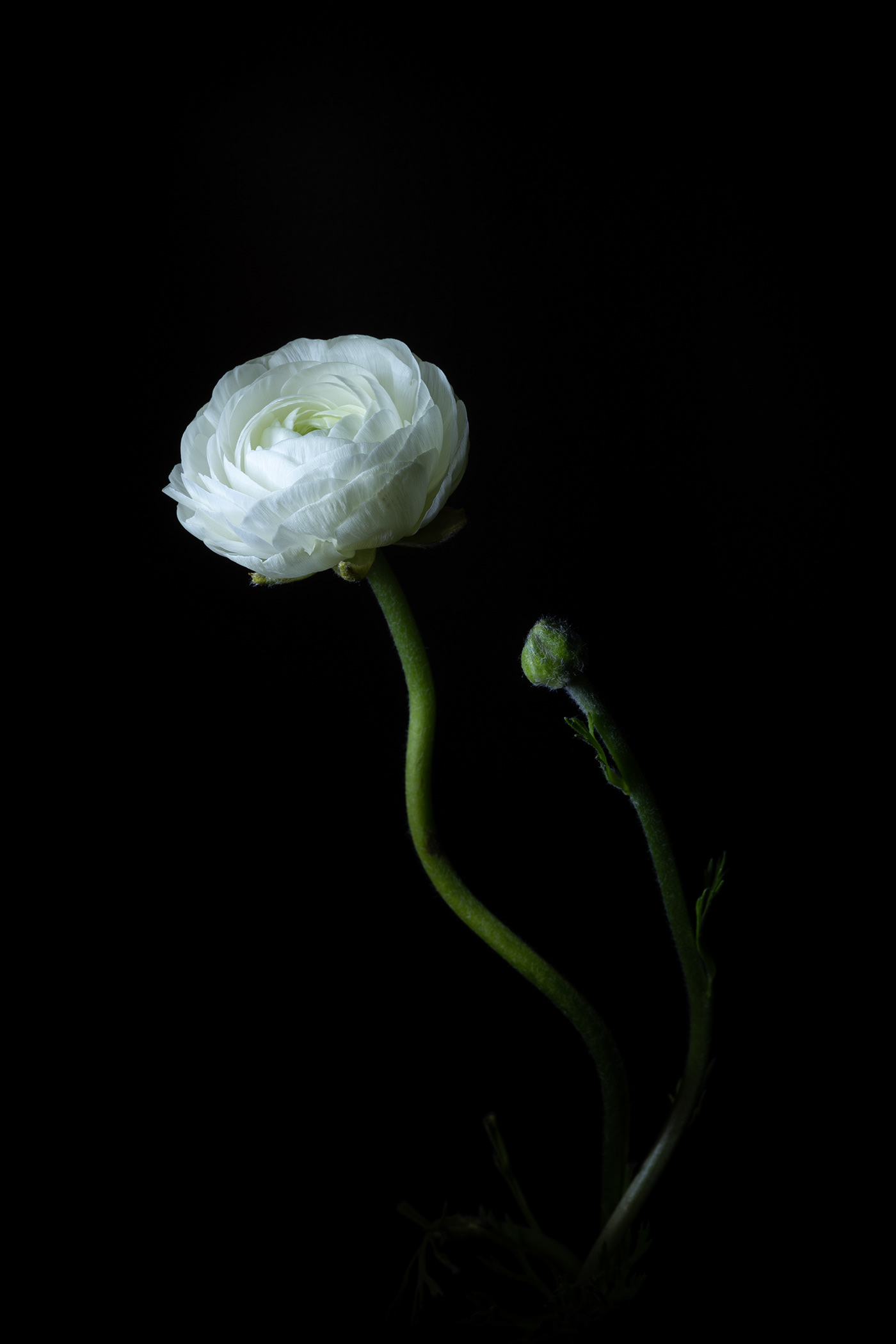 Macro Photography closeup Flowers Minimalism minimalist Moody long exposure black and white lightroom