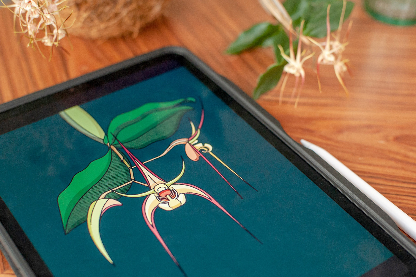 botanical illustration botanical orchid Australian plants biology lineart minimalist ILLUSTRATION  Digital Art 