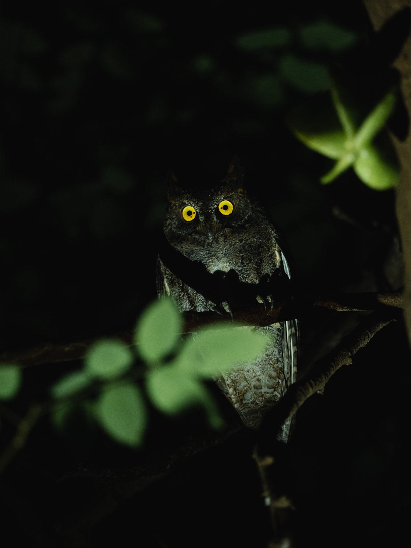 animals forest green Island japan Landscape Nature Okinawa olympus Widlife