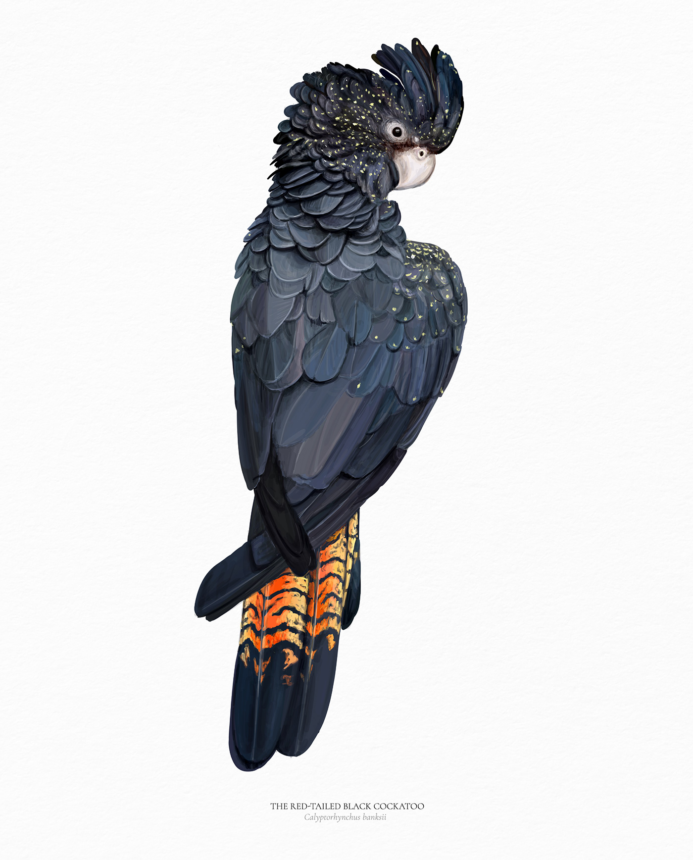 Red-tailed black cockatoo
also known as Banksian- or Banks' black cockatoo.
Vector illustration.