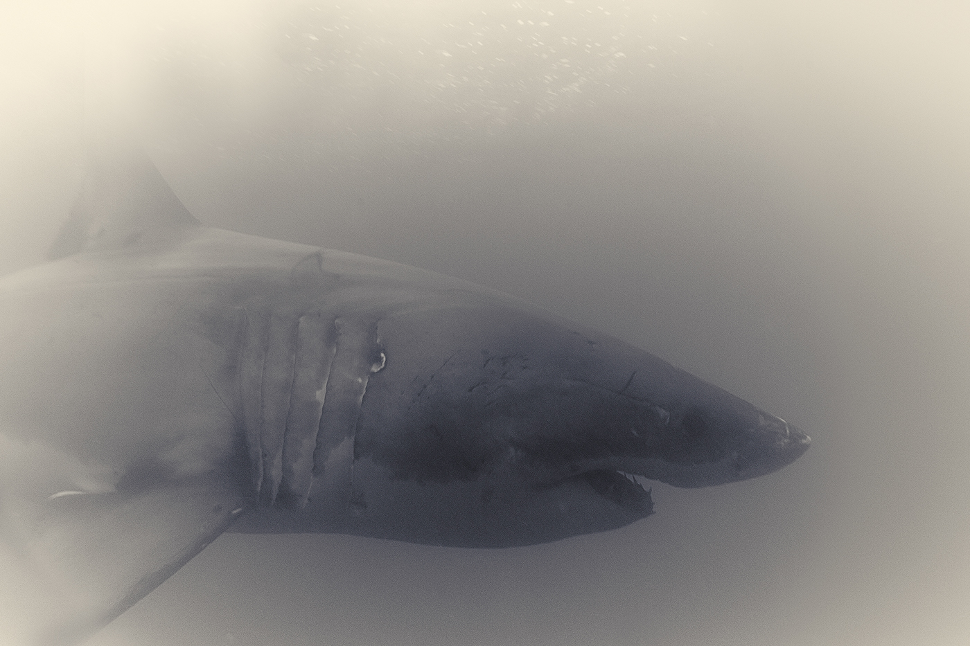 underwater black and white wildlife shark great white shark south africa predator FINEART