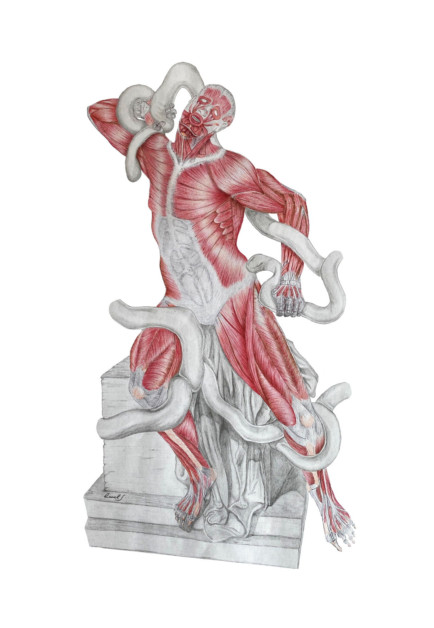 anatomy artwork Drawing  ILLUSTRATION  ink ink drawing medical illustration scientific illustration
