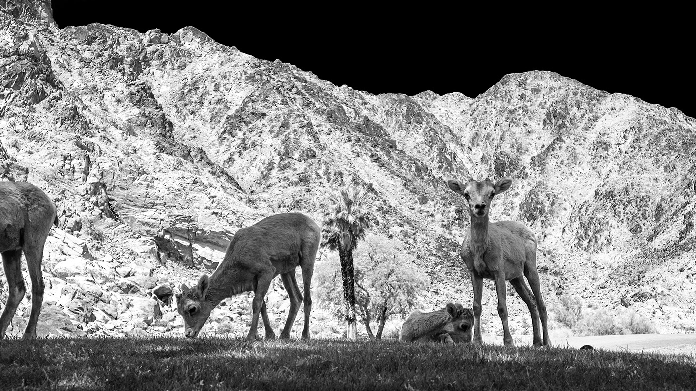 amateur animal Canon golf lightroom Nature Photography 