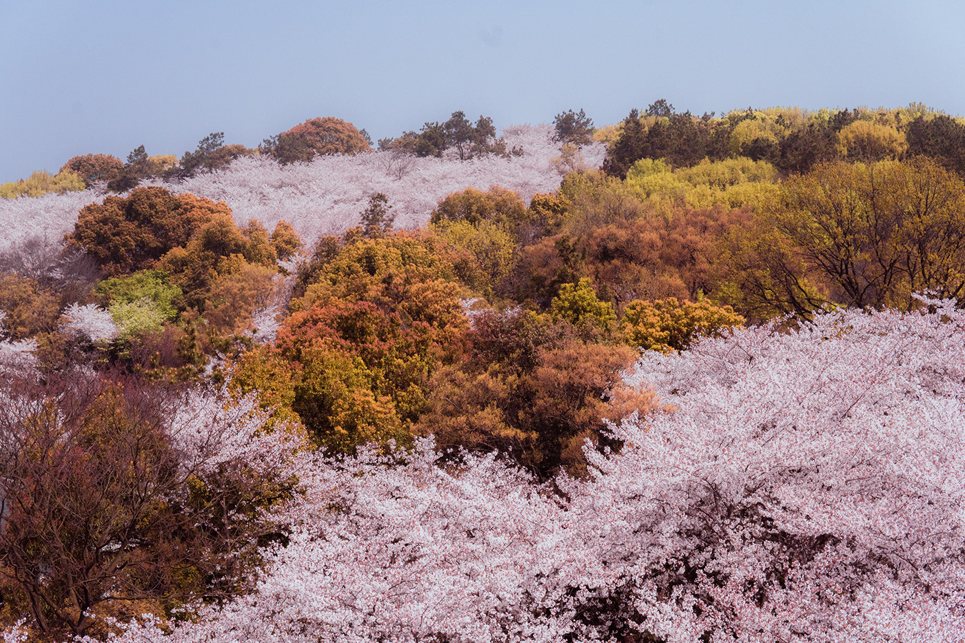 Cherry blossoms china Flowers sakura spring Taihu yuantouzhu