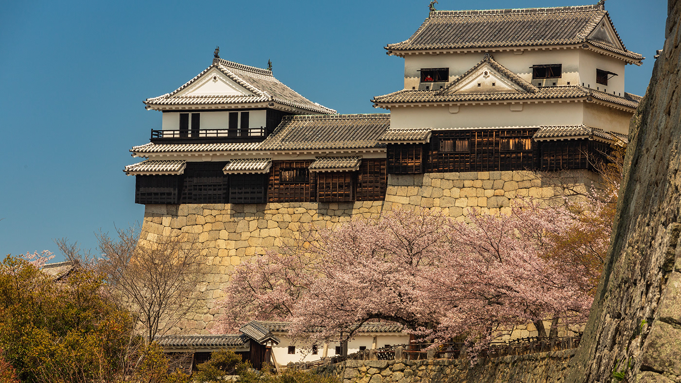 Cherry blossoms EHIME japan Japanese castle Landscape Photography  sakura shikoku spring