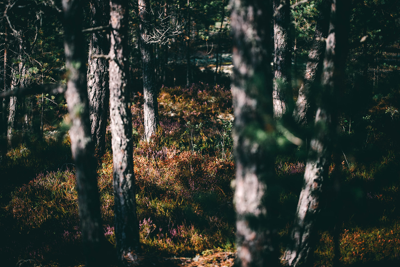 autumn Espoo finland forest Landscape Presetr Tree 