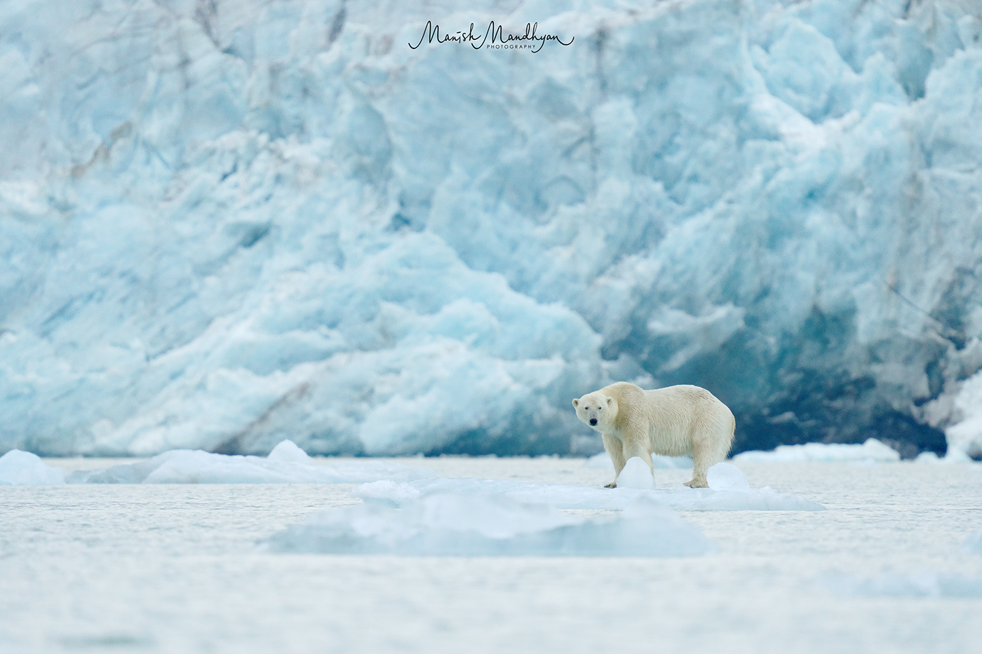wildlife Photography  Svalbard