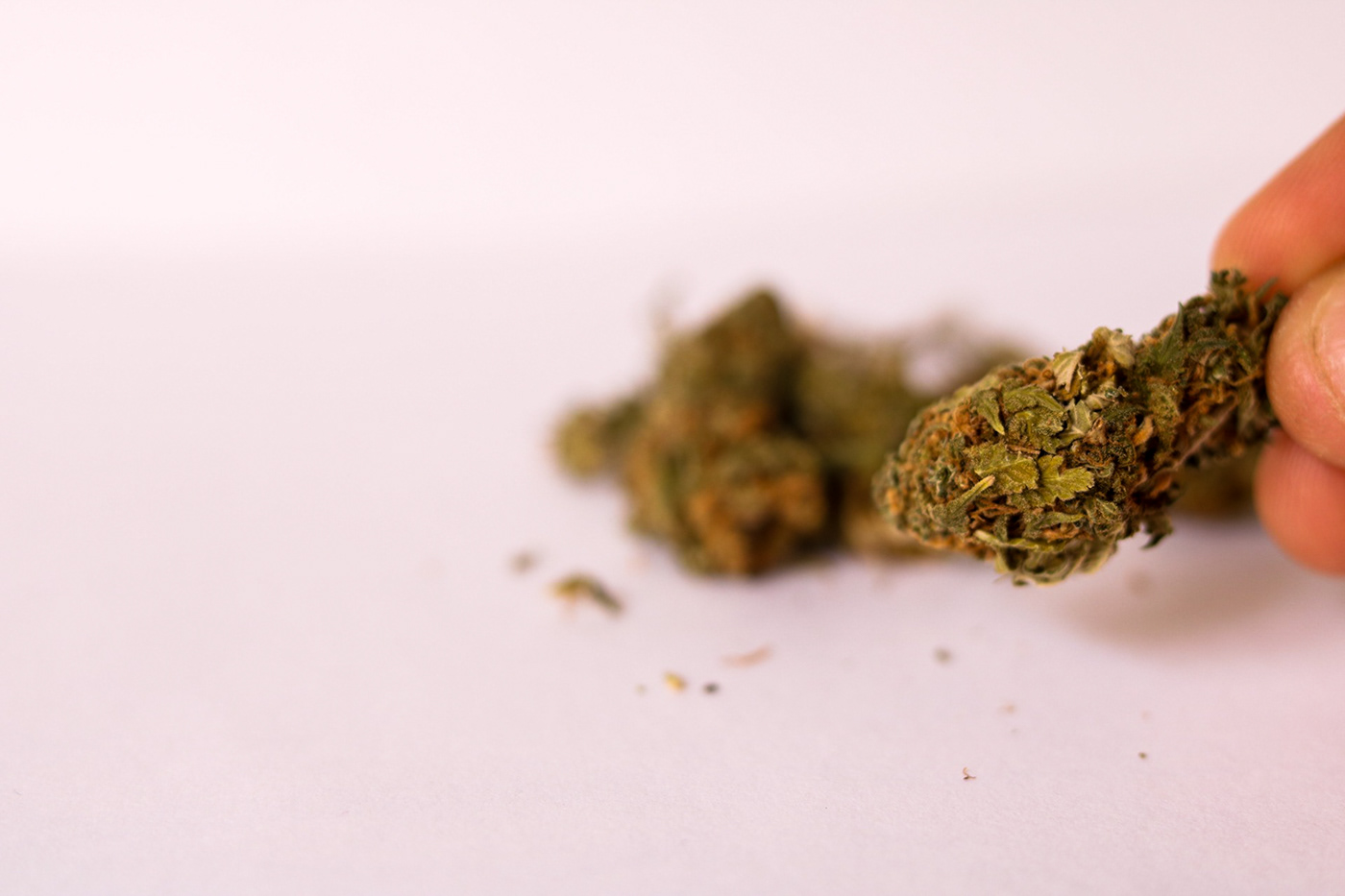 cañamo cannabis grinder marihuana marijuana mincer picadora weed