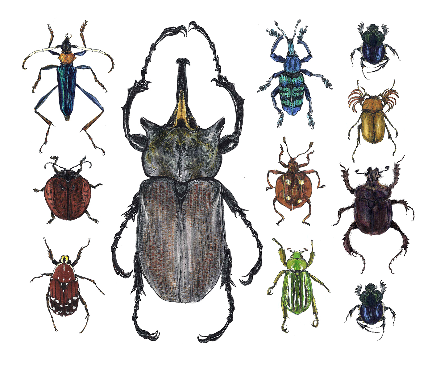 insect entomology beetle natural history ILLUSTRATION  scientific illustration bugs biology specimens sketchbook