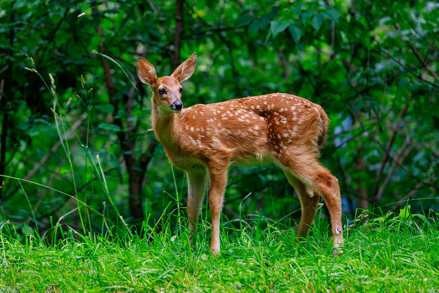 bashful Big Ears cute deer fawn pretty white spots Pennsylvania Pittsburgh schenley park