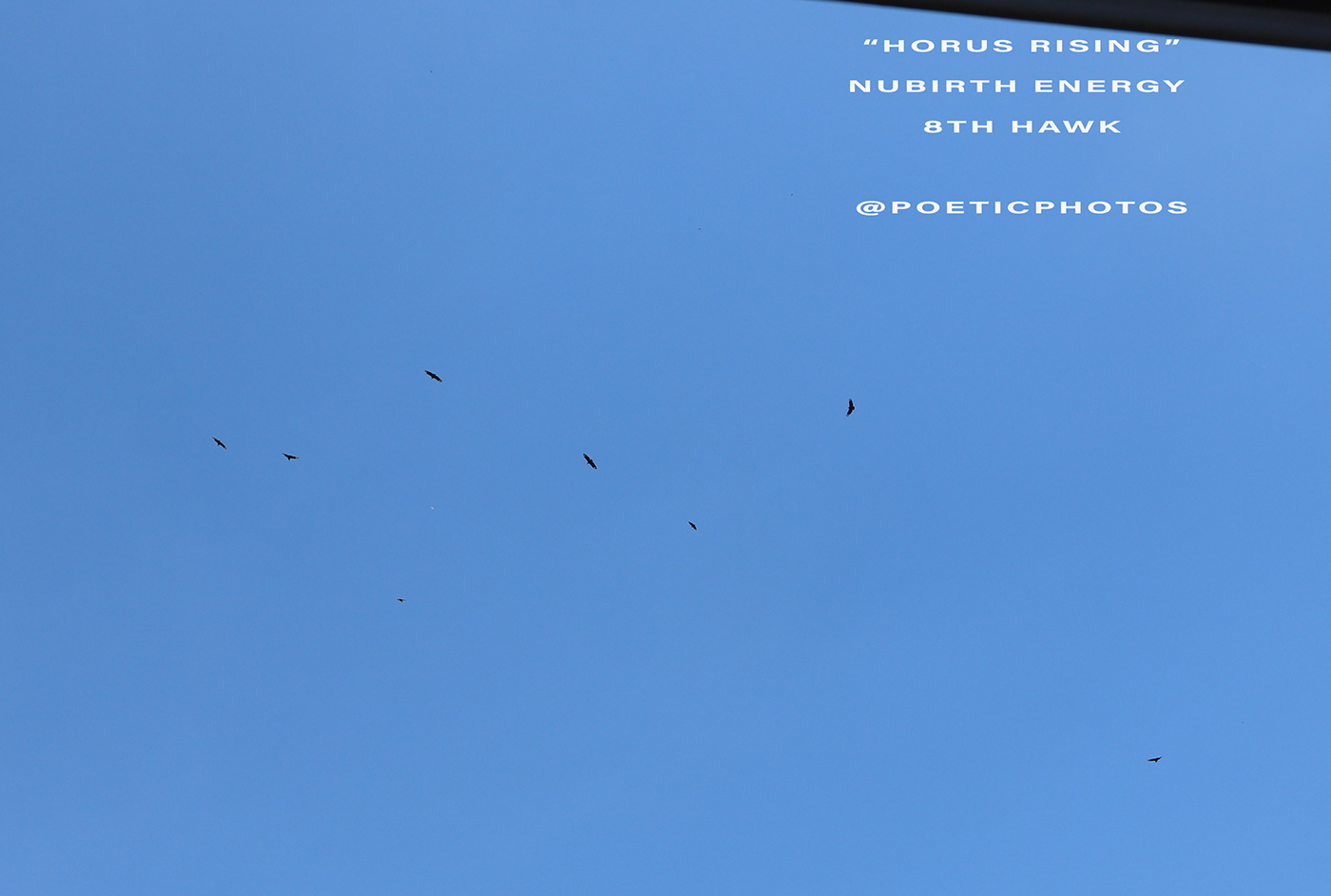birds footage Hawks Horus OMENS photo series signs Skyview