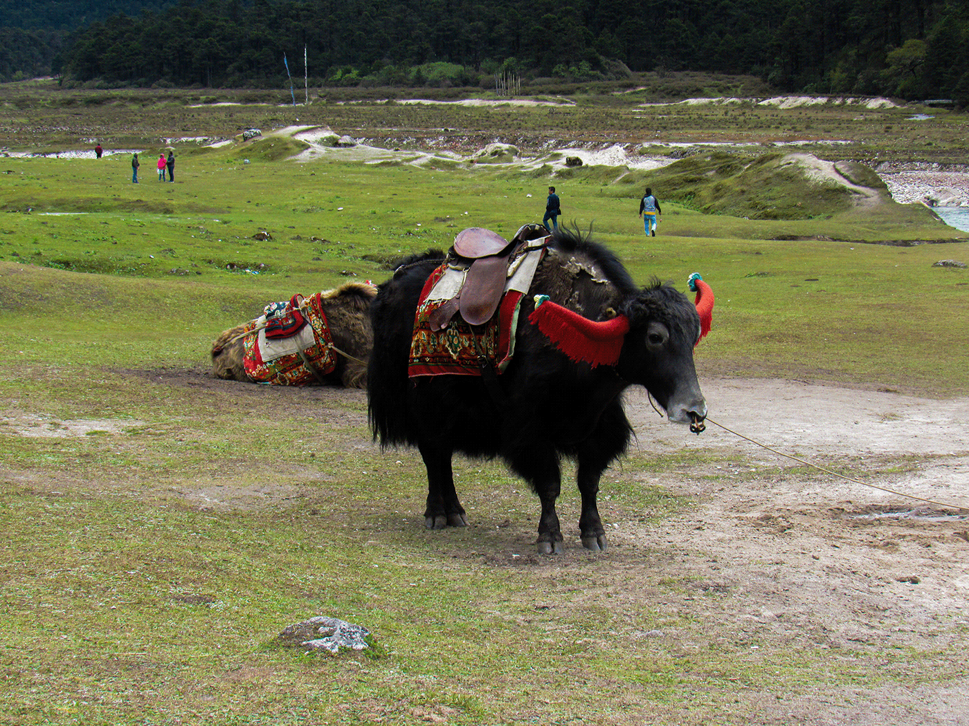 SIKKIM Travel Photography  photographer yak animal mountains himalayas Landscape Nature
