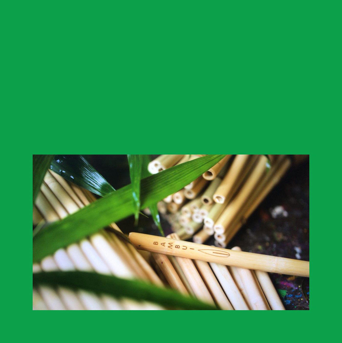 design bamboo sustentabilty logo Brasil visual identity