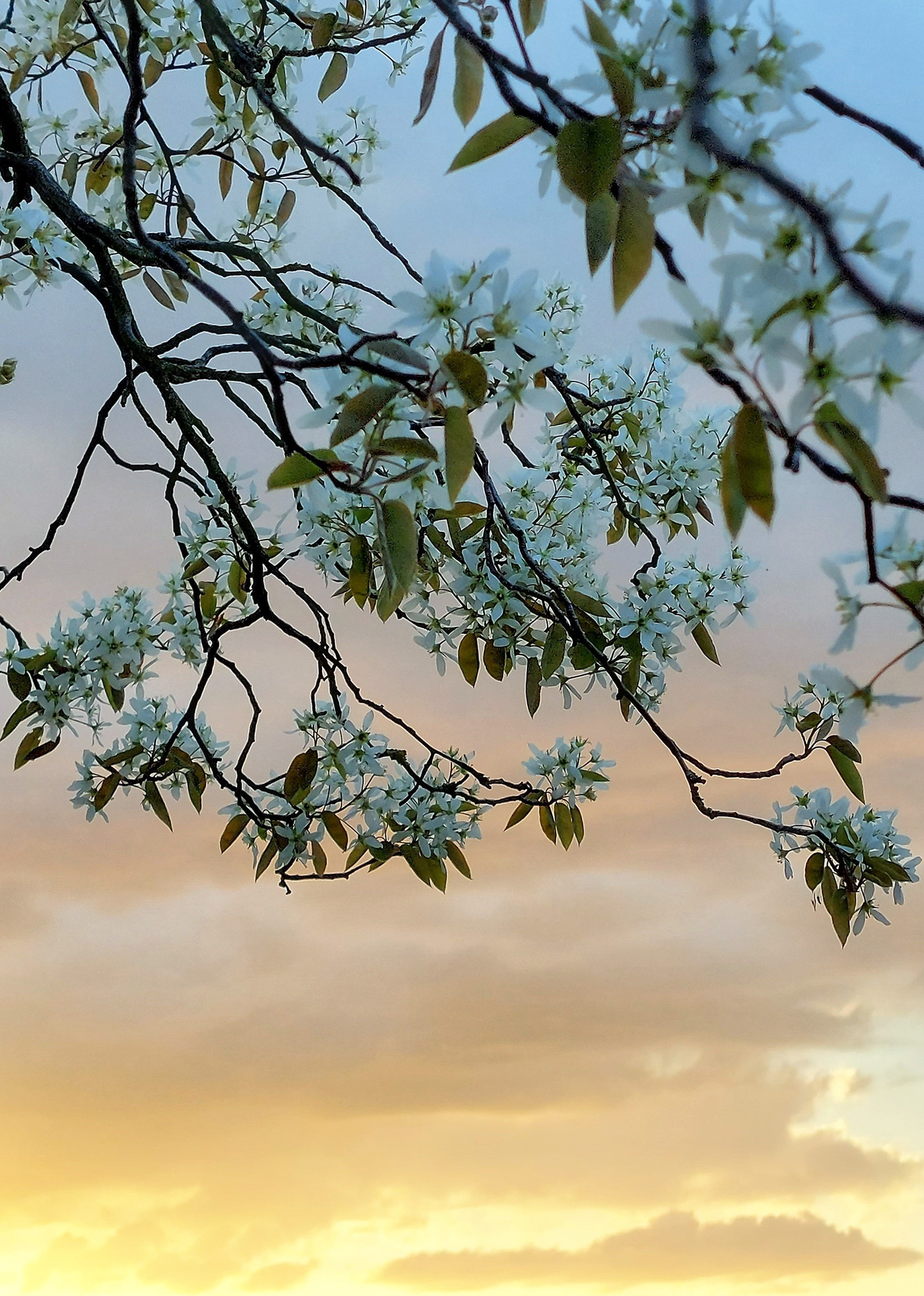 beauty blossom Flowers Melancholy Nature Pear pear tree Photography  spring sunset