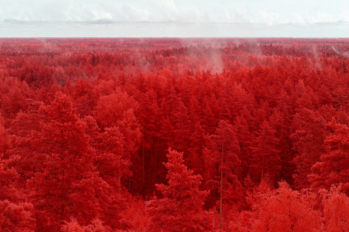forest infrared infrared photography Landscape Latvia Nature