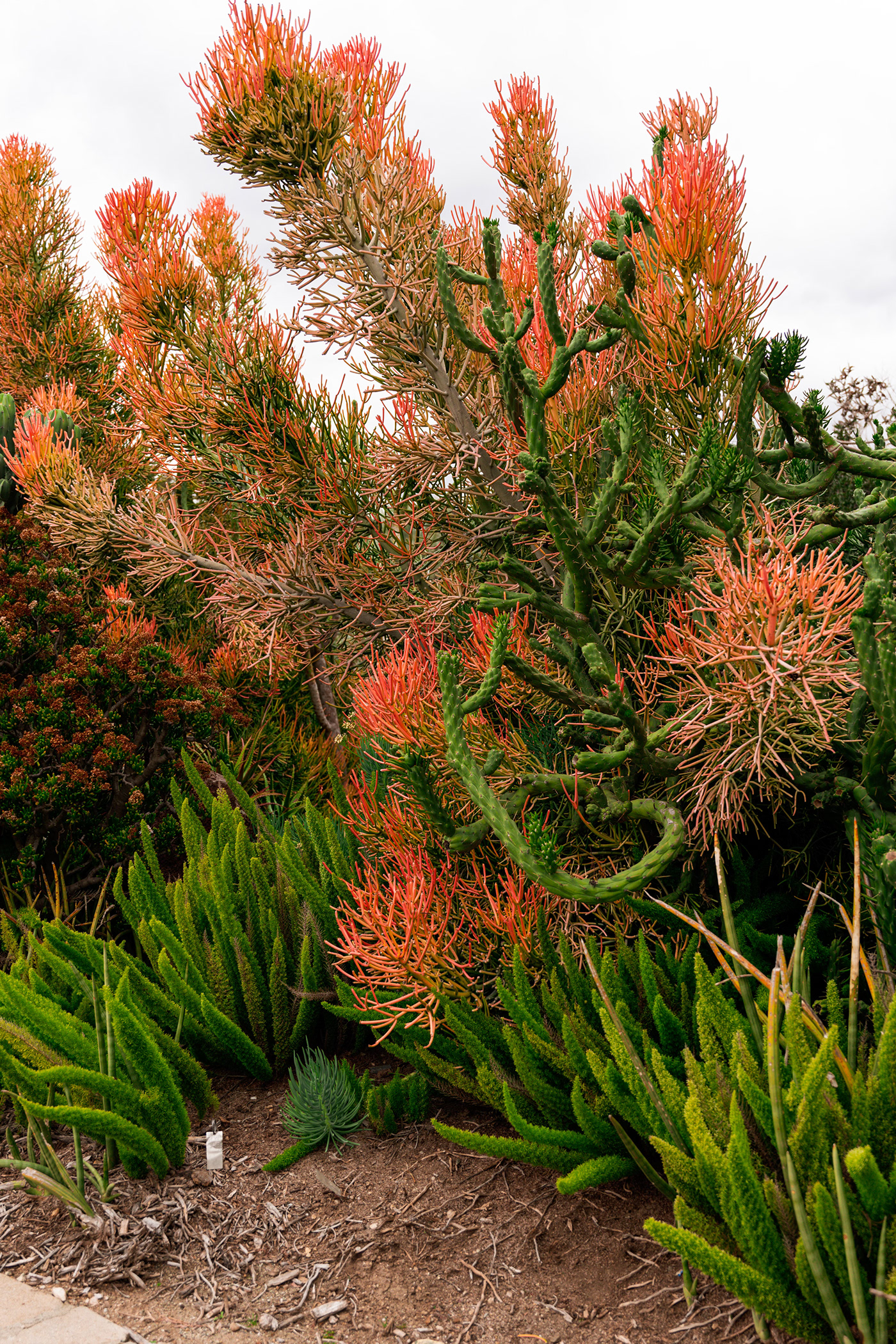 gardens Photography  plants Nature colors Pasadena Los Angeles arcadia peacock aloe Flowers