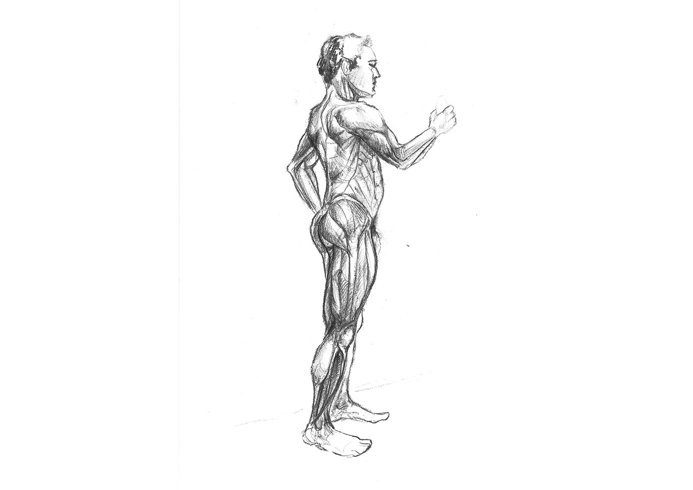anatomy muscles man charcoal traditonal figure Drawing  anatomie muscle