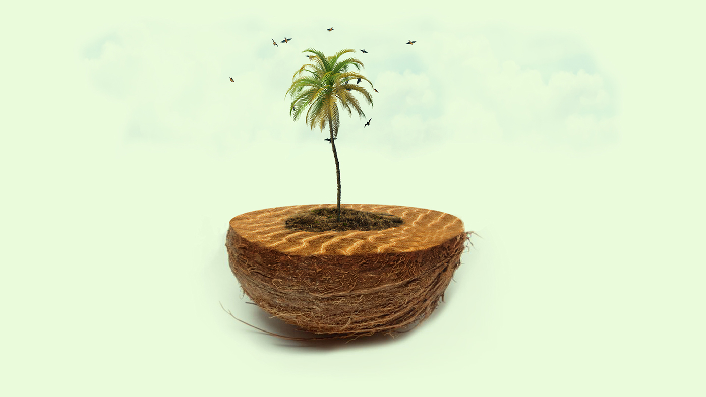 Coconut coconuttree Coconut  Island photoretouching retouch digitalart