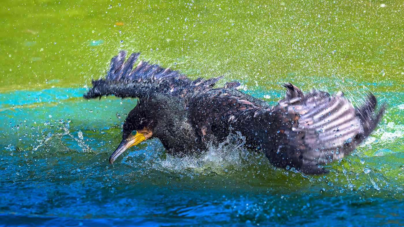 cormorant wild water olympus