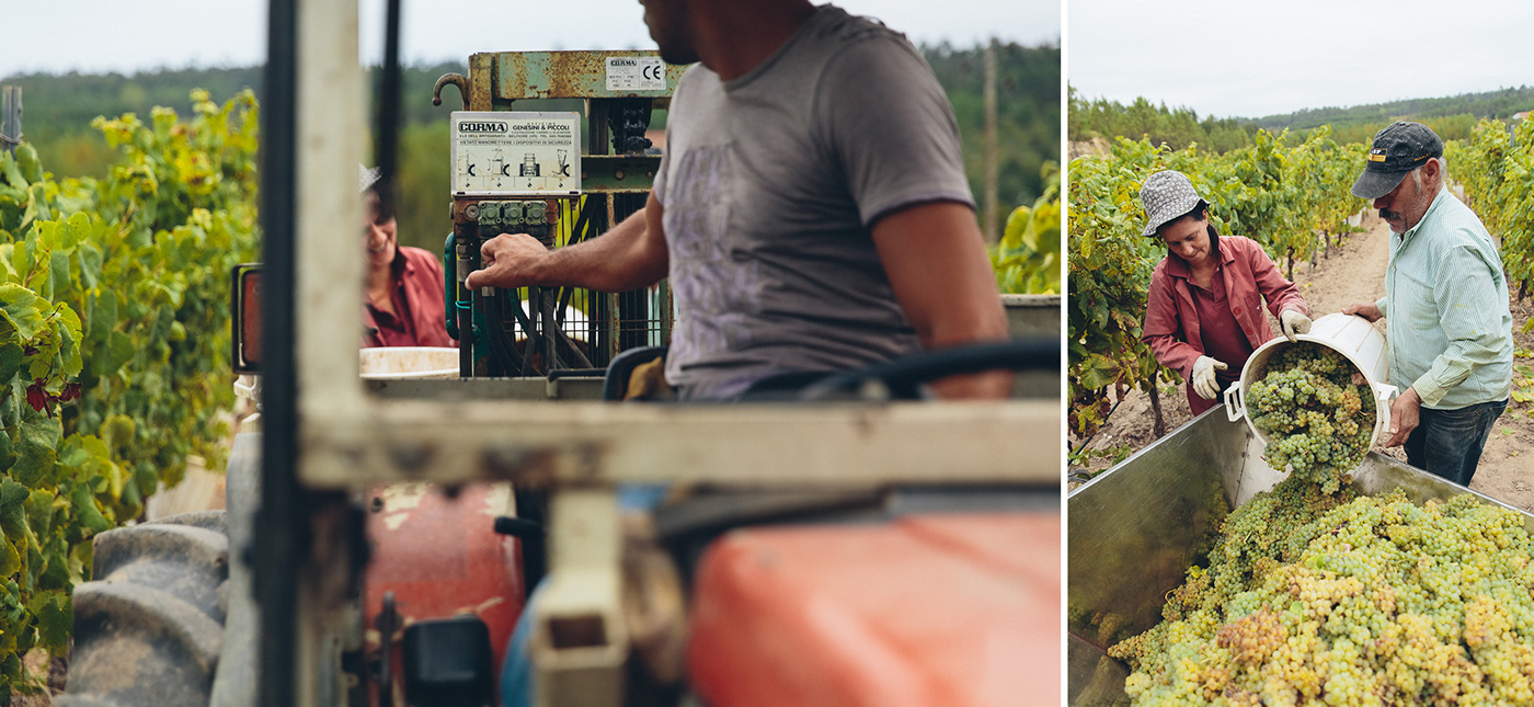 harvest luis pato winegrower Portugal Ois do Bairro vinhas vindimas vinho wine Wine Bottle falvors land Sun people Landscape