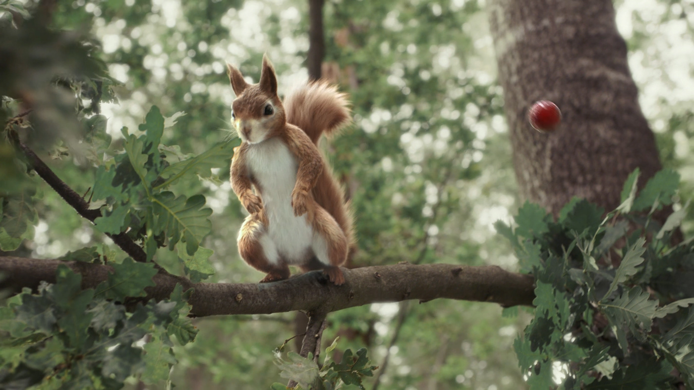 squirrel animation  characters woodpecker CG vfx