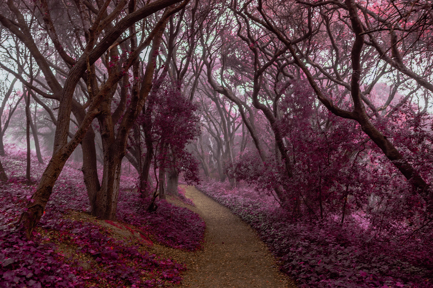 Aerochrome California fog foggy forest forest infrared infrared photography landscape photography neon trees