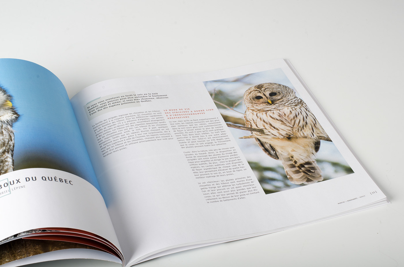 magazine marche randonnée hibou owl