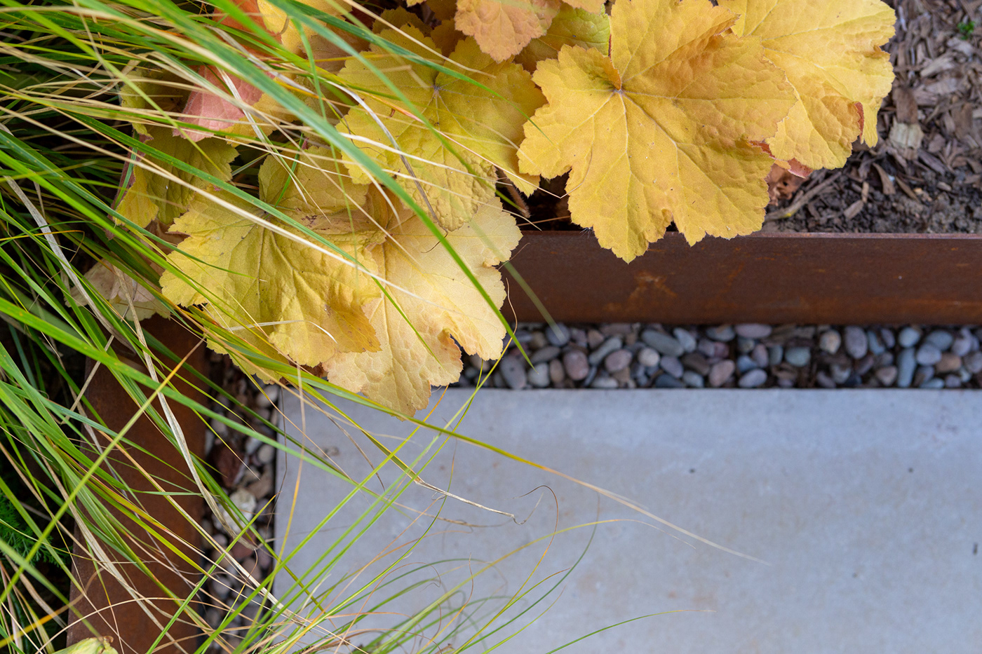 Coppery tones in the planting complement the Corten steel edging
