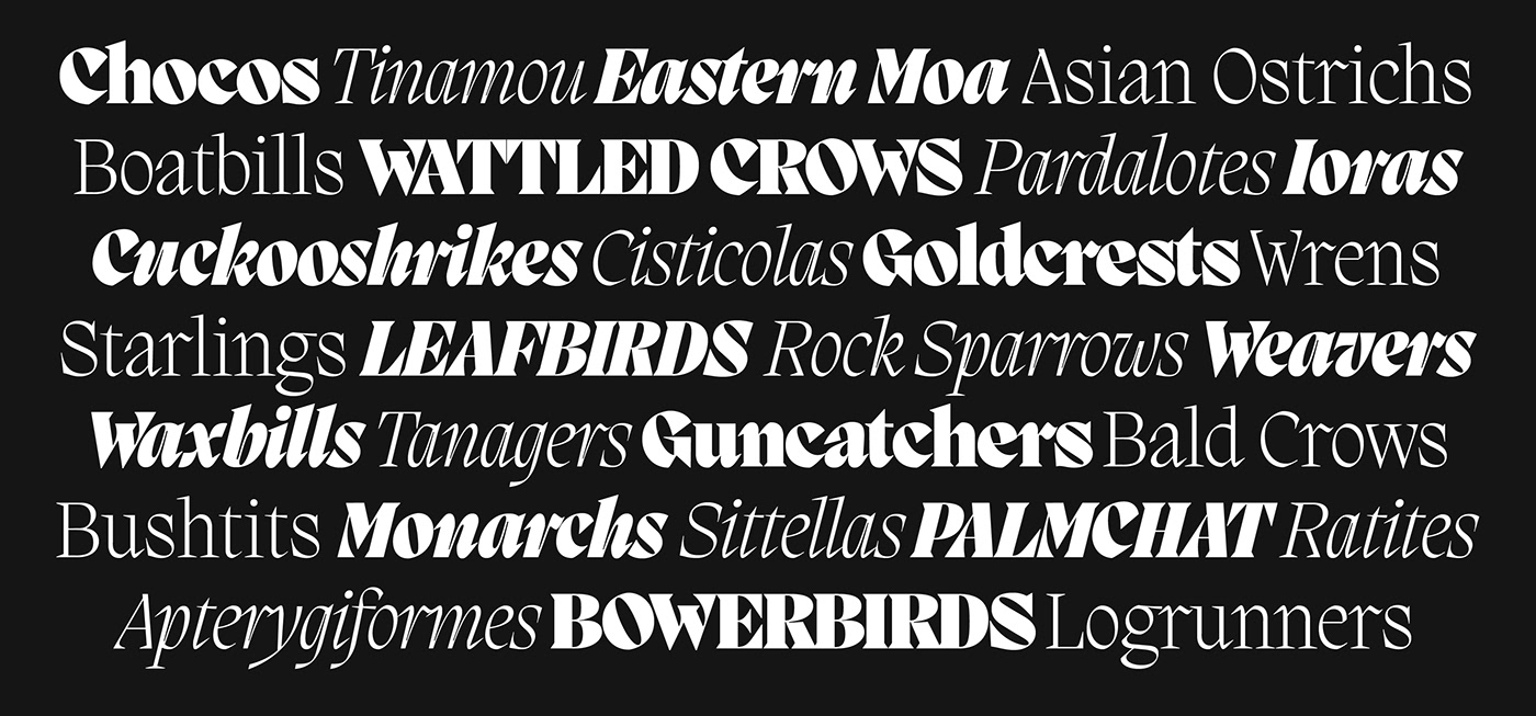 birds classy Display font italic modern serif Typeface free Free font
