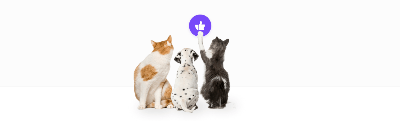 animals Case Study Figma pets product design  UI UI/UX user interface