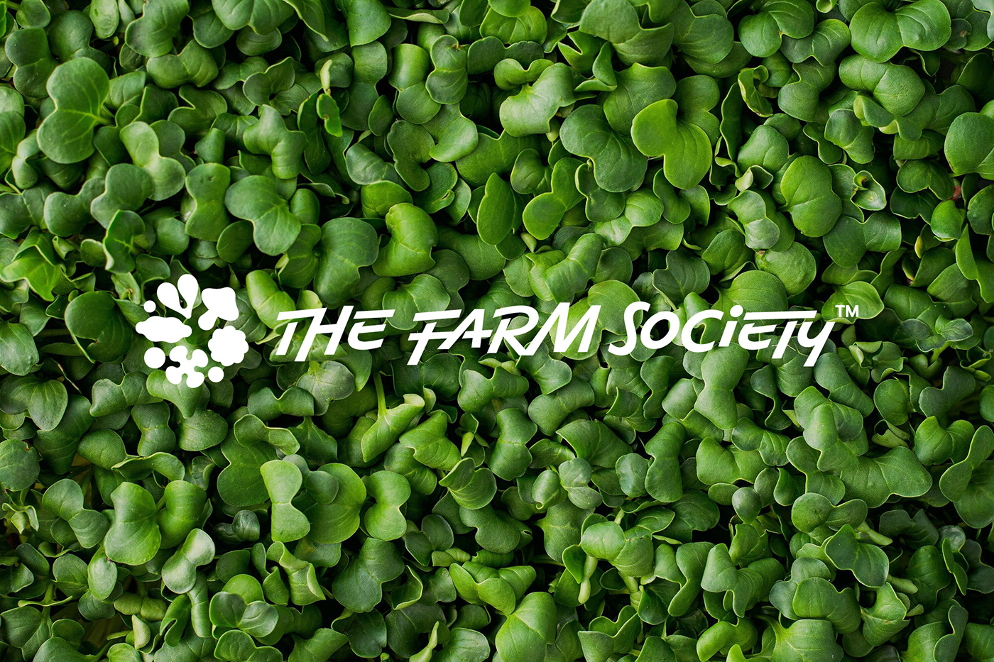 brand identity branding  farming Food  green ILLUSTRATION  Logo Design vertival farm visual identity