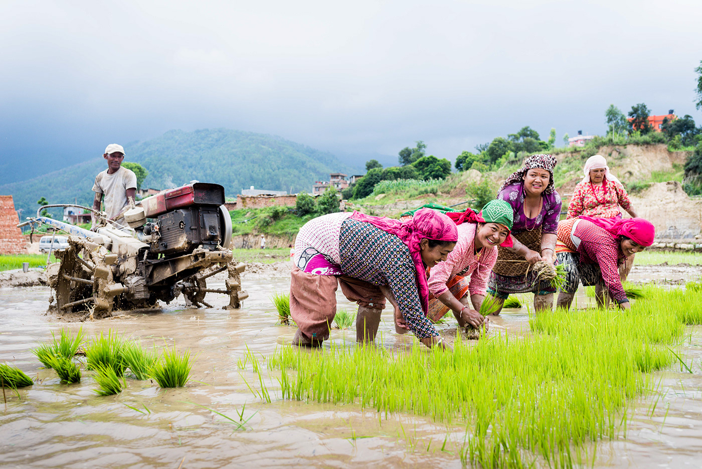 plantation field crops nepal festival mud paddy patan Photography 