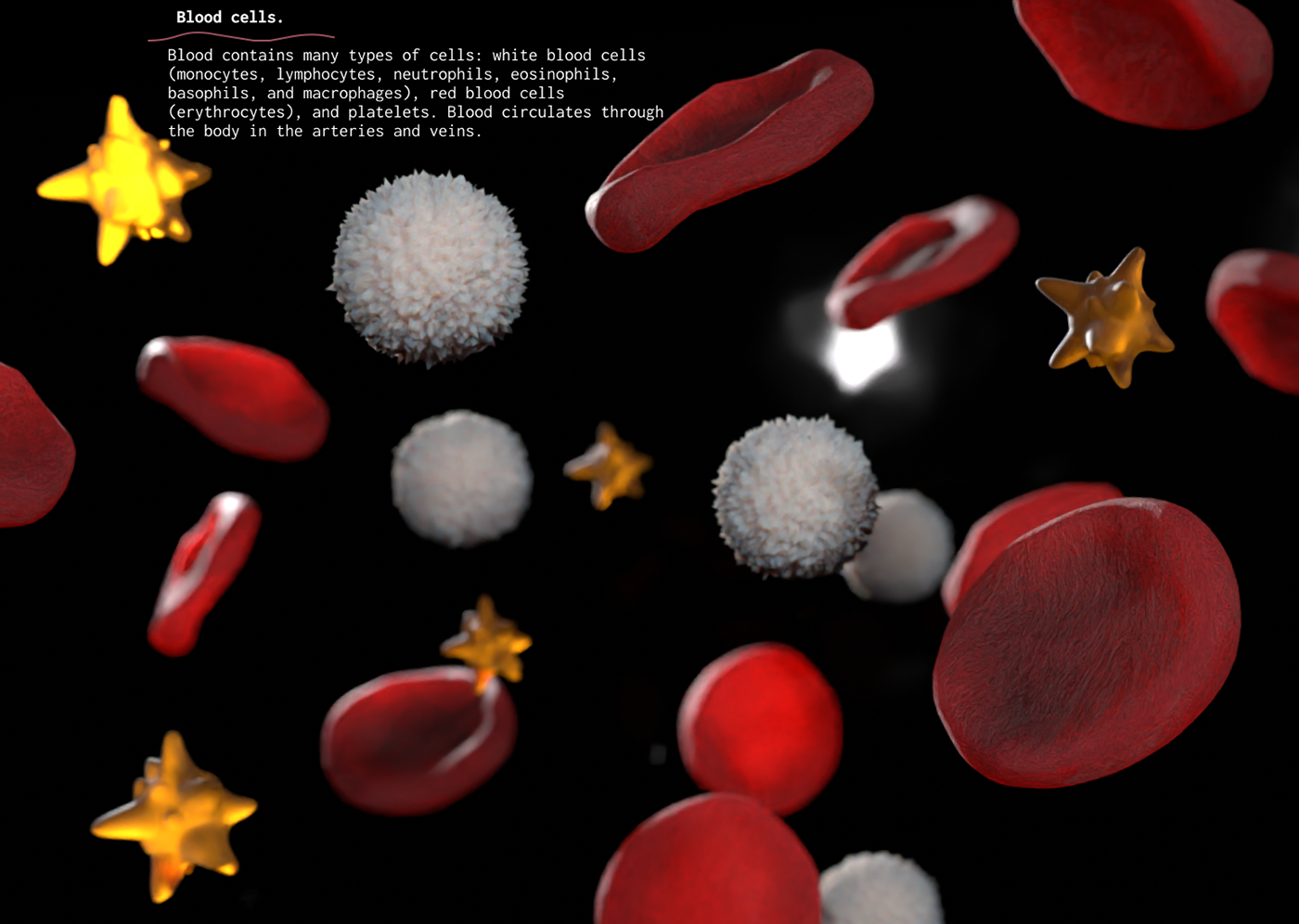 3D 3d modeling art biology blender cells medical illustration visualization