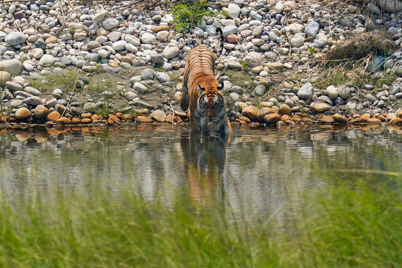 animal asia birds deer karnali nepal Outdoor peacock river tiger