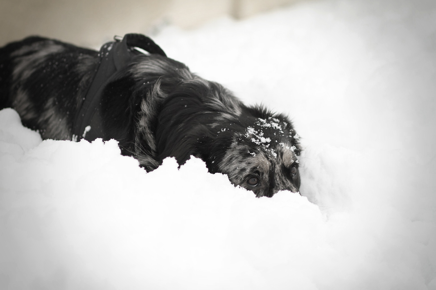 dog portrait snow Canon shooting animal Love pets