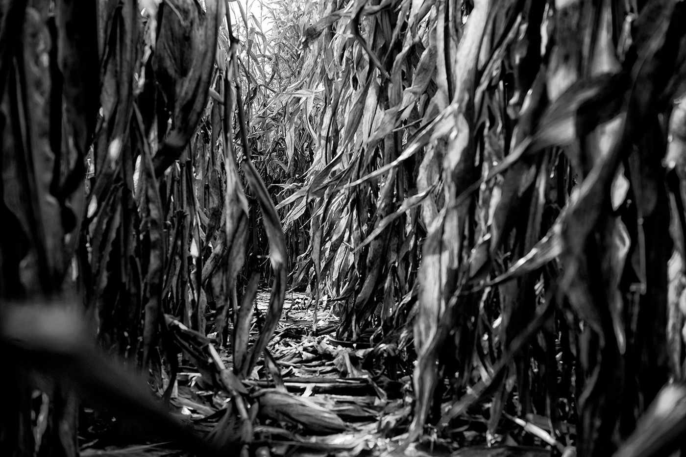 corn Nature photo feild farm Rual midwest illinois plants Landscape