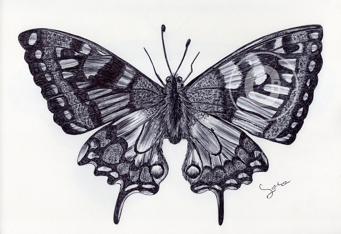 art ballpen blackandwhite butterfly Drawing  ILLUSTRATION  insect moleskine parkerpen sketch