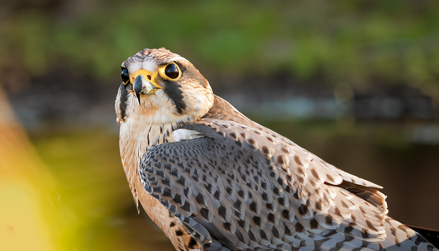 hawk falcon Bird Photography Wildlife photography wildlife Landscape Photography  portrait Wild Birds