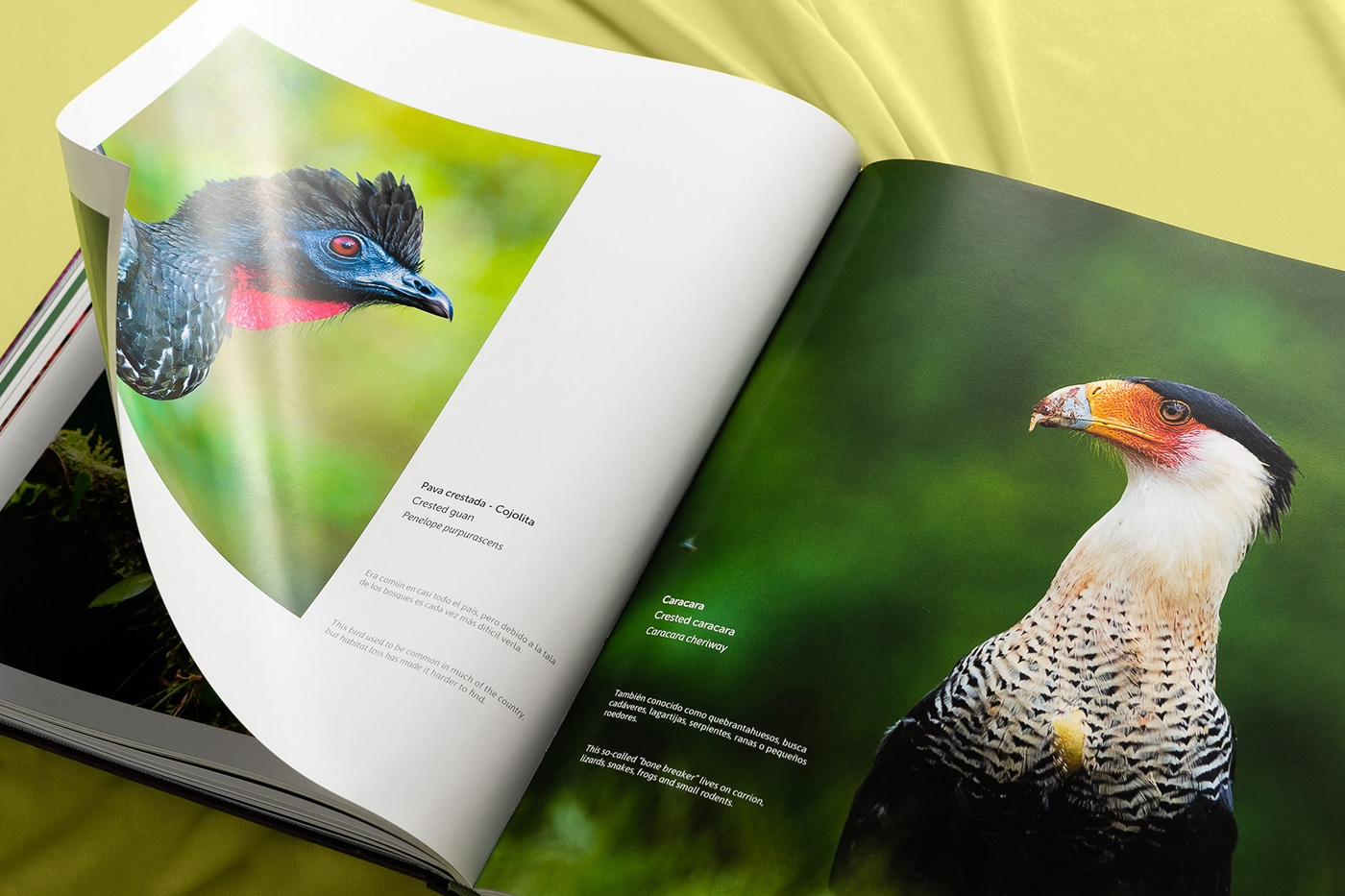 animal awareness biodiversity book Costa Rica editorial fauna Pucci pupila wonder