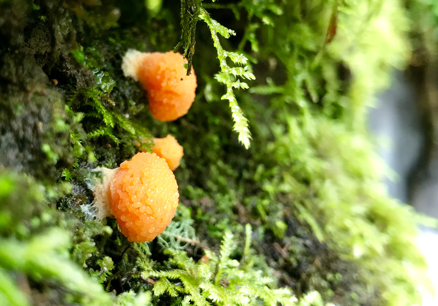 beauty closeup Fungi fungus macro mushroom Nature Photography 