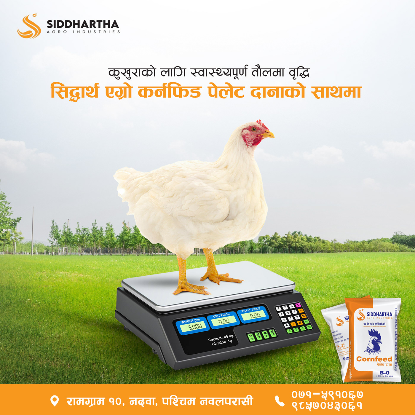 chicken feed social media ad Advertising  siddhartha agro