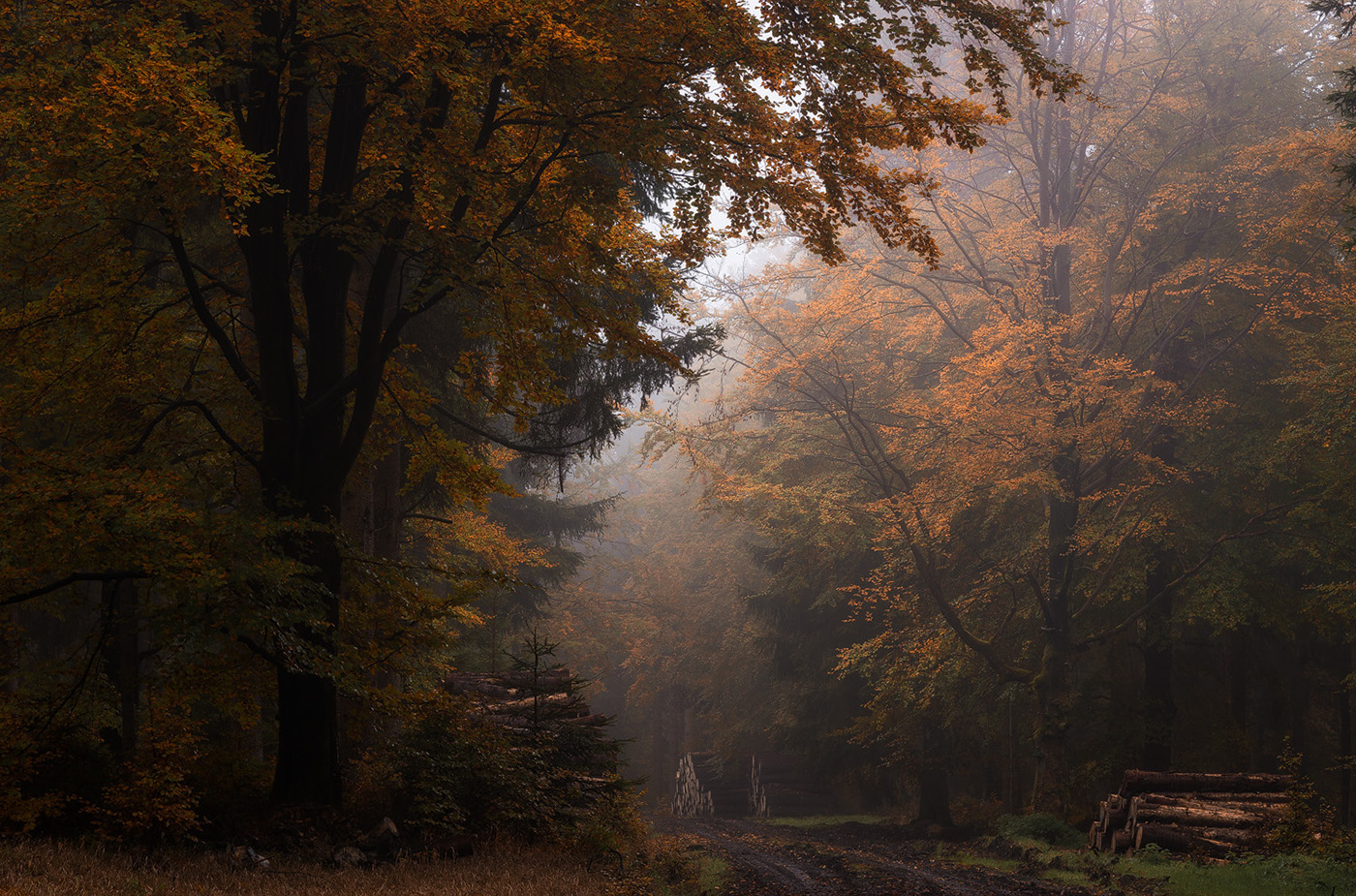forest wood trees Fall autumn leaves mood darkness fog mist