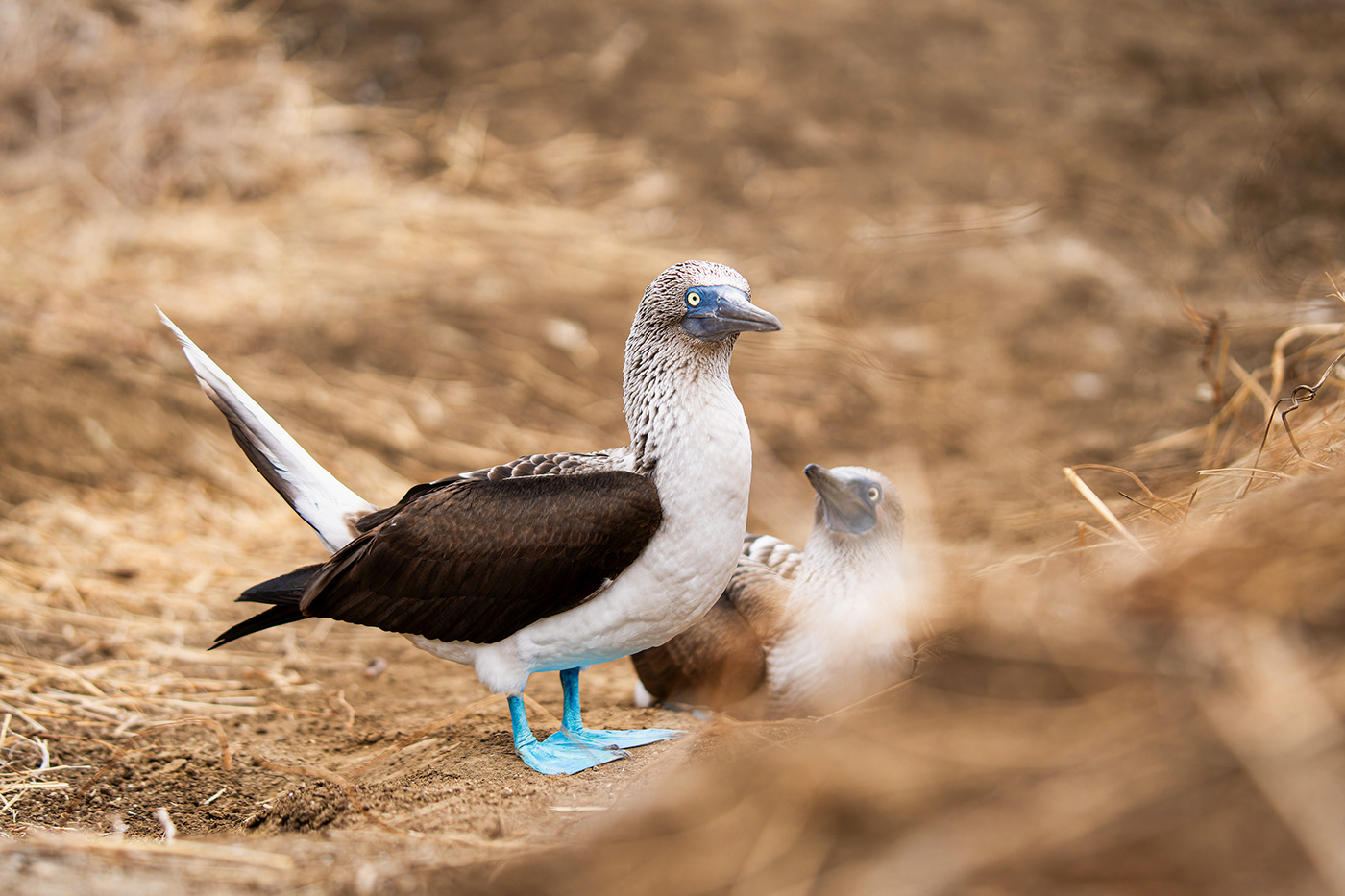 isla plata playa mar oceano aves wildlife Nature Photography  piqueros