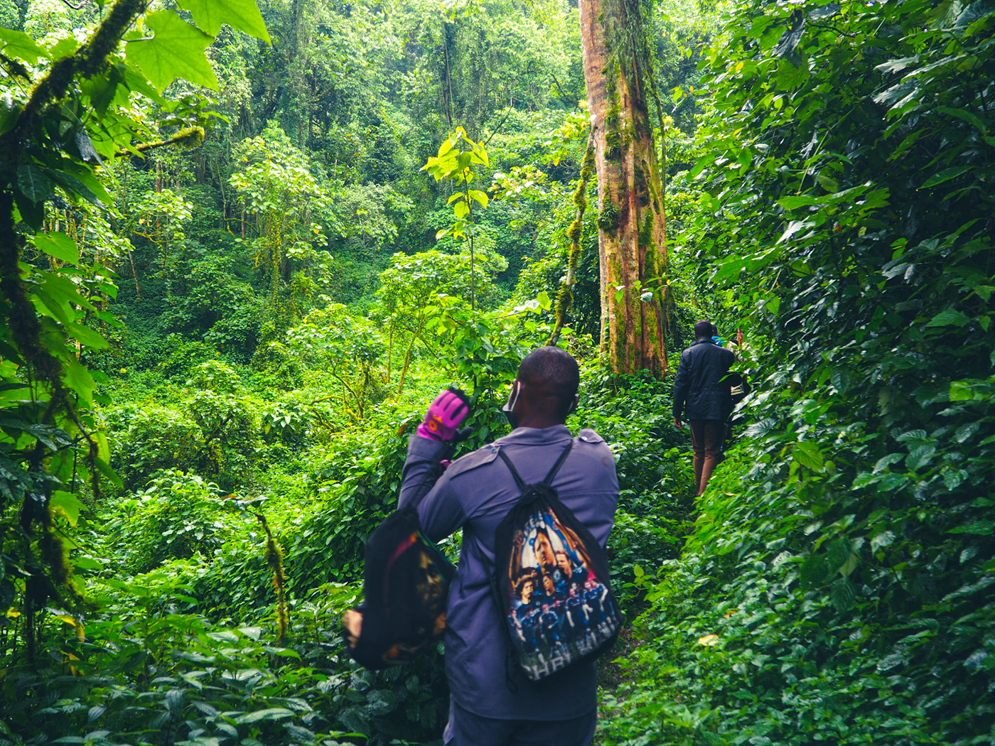 gorilla lightroom photohraphy rainforest